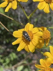 Acmaeodera rubronotata