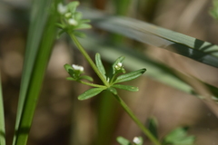 Galium trifidum