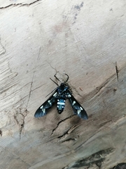 Syntomeida melanthus