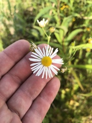 Boltonia asteroides