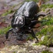 Hermit Beetle - Photo (c) Jakob Fahr, some rights reserved (CC BY-NC), uploaded by Jakob Fahr