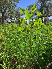 Erythrina herbacea