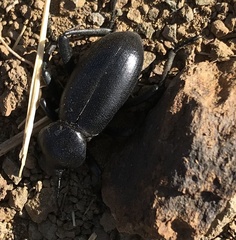 Eleodes grandicollis