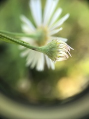 Boltonia asteroides