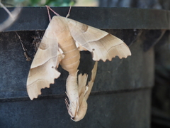 Marumba quercus