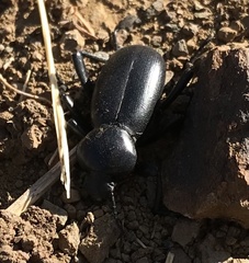 Eleodes grandicollis