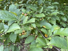 Malus coronaria