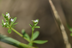 Galium trifidum