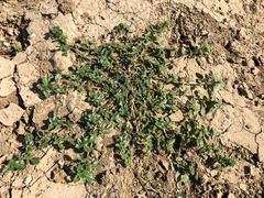 Amaranthus blitoides