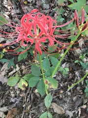 Lycoris