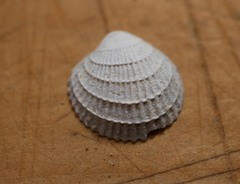 Austrovenus stutchburyi