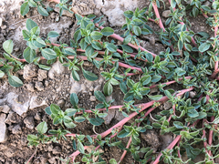 Amaranthus blitoides