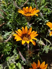 Gazania ciliaris