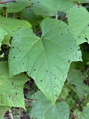Vitis aestivalis