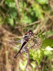 Pholidoptera aptera