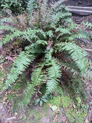 Polystichum