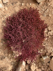 Mesembryanthemum nodiflorum