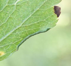 Phyllocoptes goniothorax