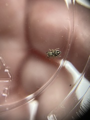 Habronattus coecatus