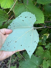 Vitis aestivalis