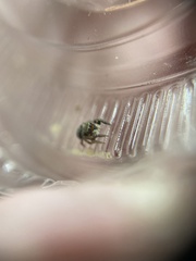 Habronattus coecatus