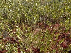 Carex billingsii