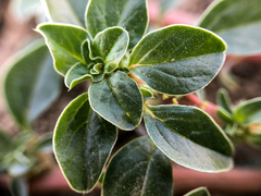 Amaranthus blitoides