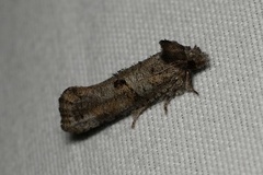 Acrolophus piger