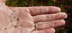 Carex billingsii