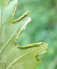 Phyllocoptes goniothorax