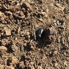 Eleodes grandicollis