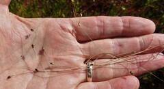 Carex billingsii