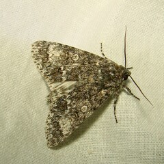 Acronicta megacephala