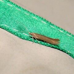 Coleophora paripennella