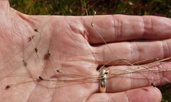 Carex billingsii