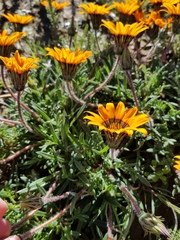 Gazania ciliaris