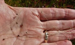 Carex billingsii