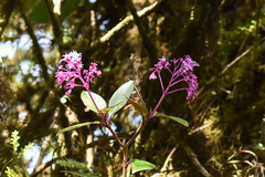 Fuchsia paniculata