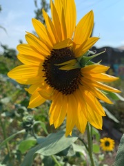 Helianthus annuus
