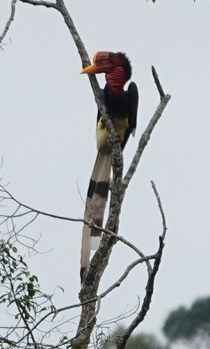 Helmeted Hornbill (Rhinoplax vigil), photo 2