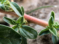 Amaranthus blitoides