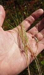 Carex billingsii