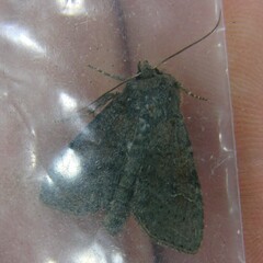 Parastichtis suspecta