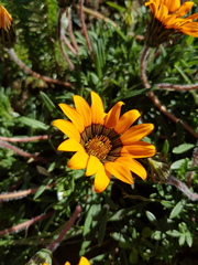 Gazania ciliaris