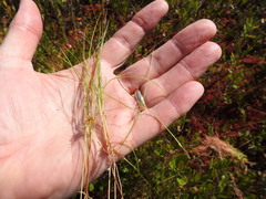 Carex billingsii