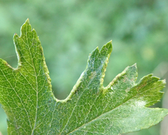 Phyllocoptes goniothorax