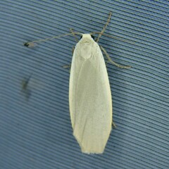 Eilema griseola