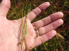 Carex billingsii