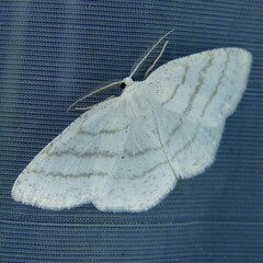 Cabera pusaria