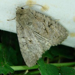 Apterogenum ypsillon